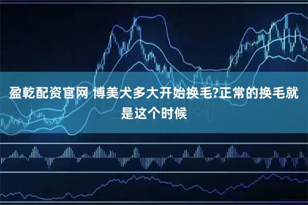 盈乾配资官网 博美犬多大开始换毛?正常的换毛就是这个时候